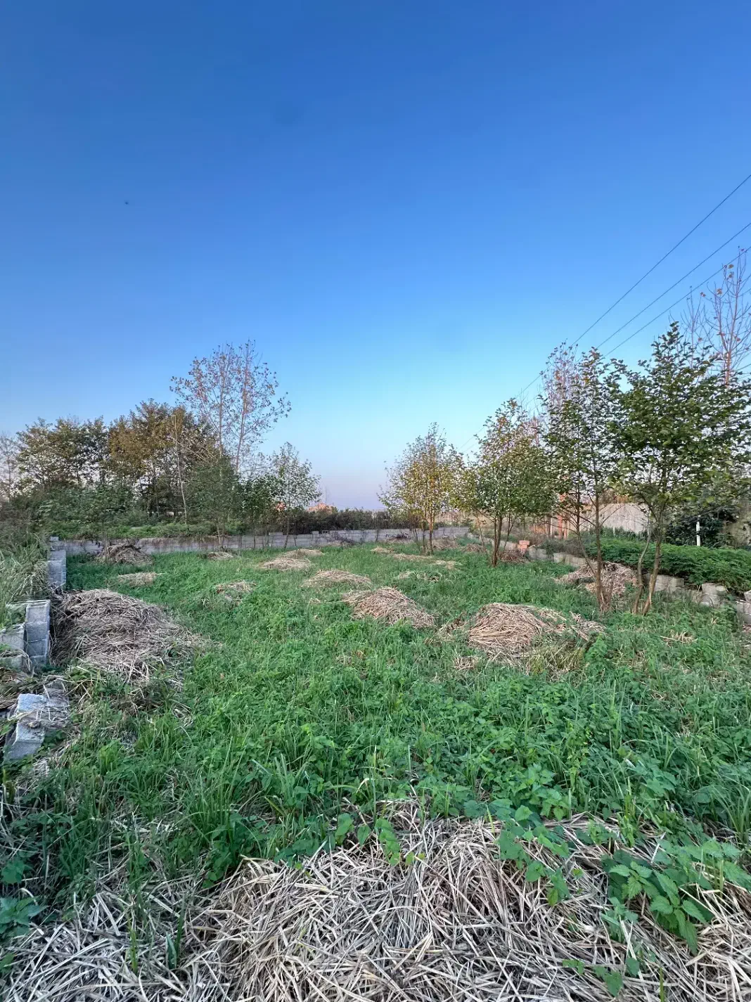 فروش ۳۰۰ متر زمین مسکونی در پیربازار|فروش زمین و ملک کلنگی|رشت, پیله داربن|دیوار