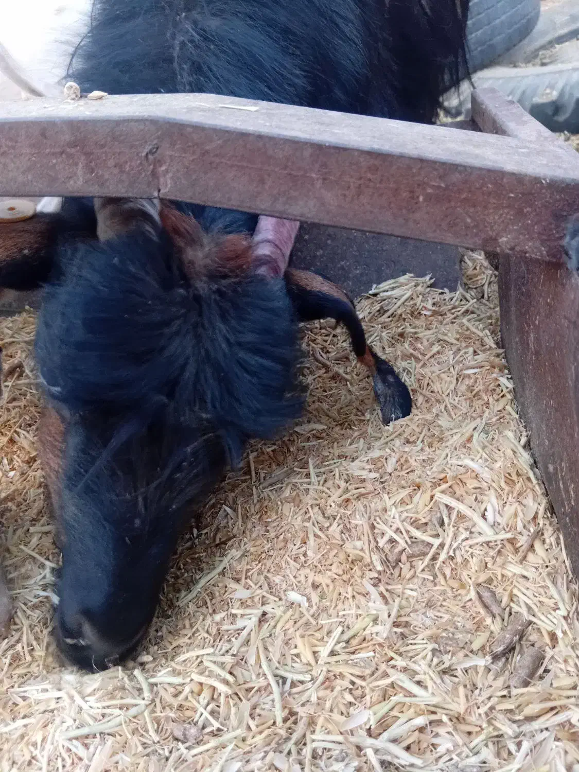 فروش بز|حیوانات مزرعه|برزک, |دیوار