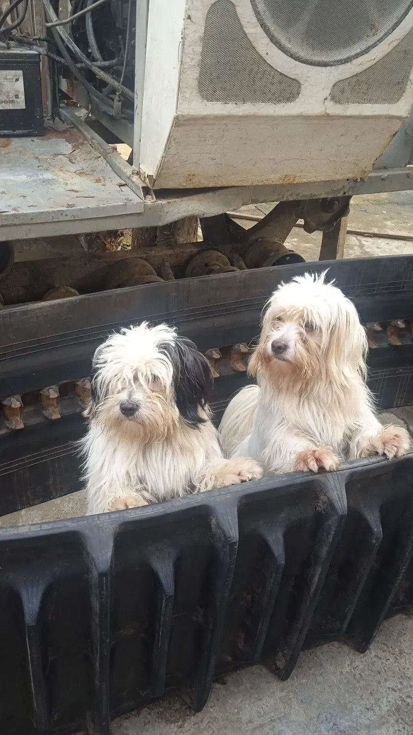 سگ پشمالو|سگ|لاهیجان, بازکیاگوراب|دیوار