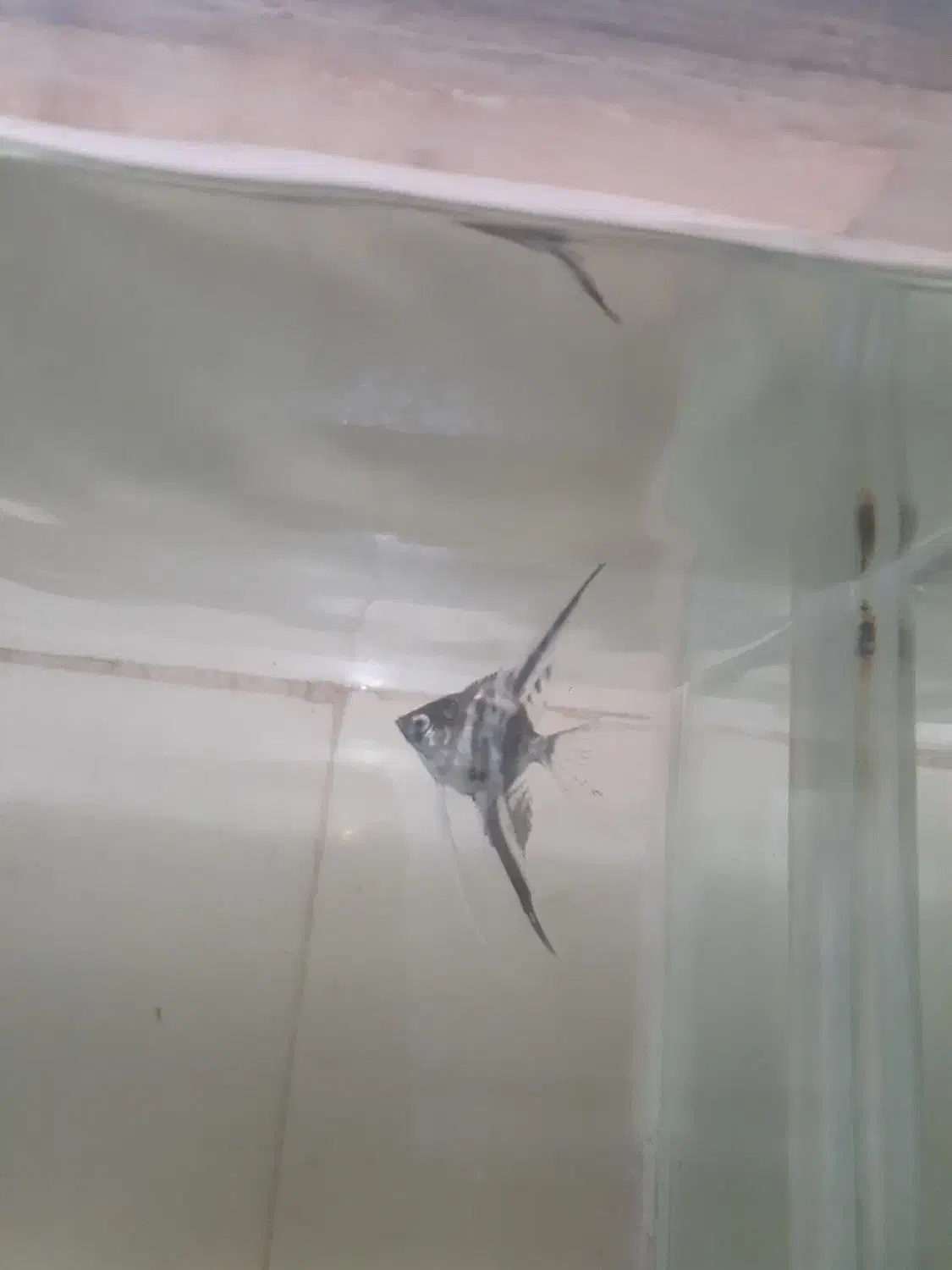 ماهی آنجل و...|ماهی|رباط‌کریم, رباط‌کریم|دیوار