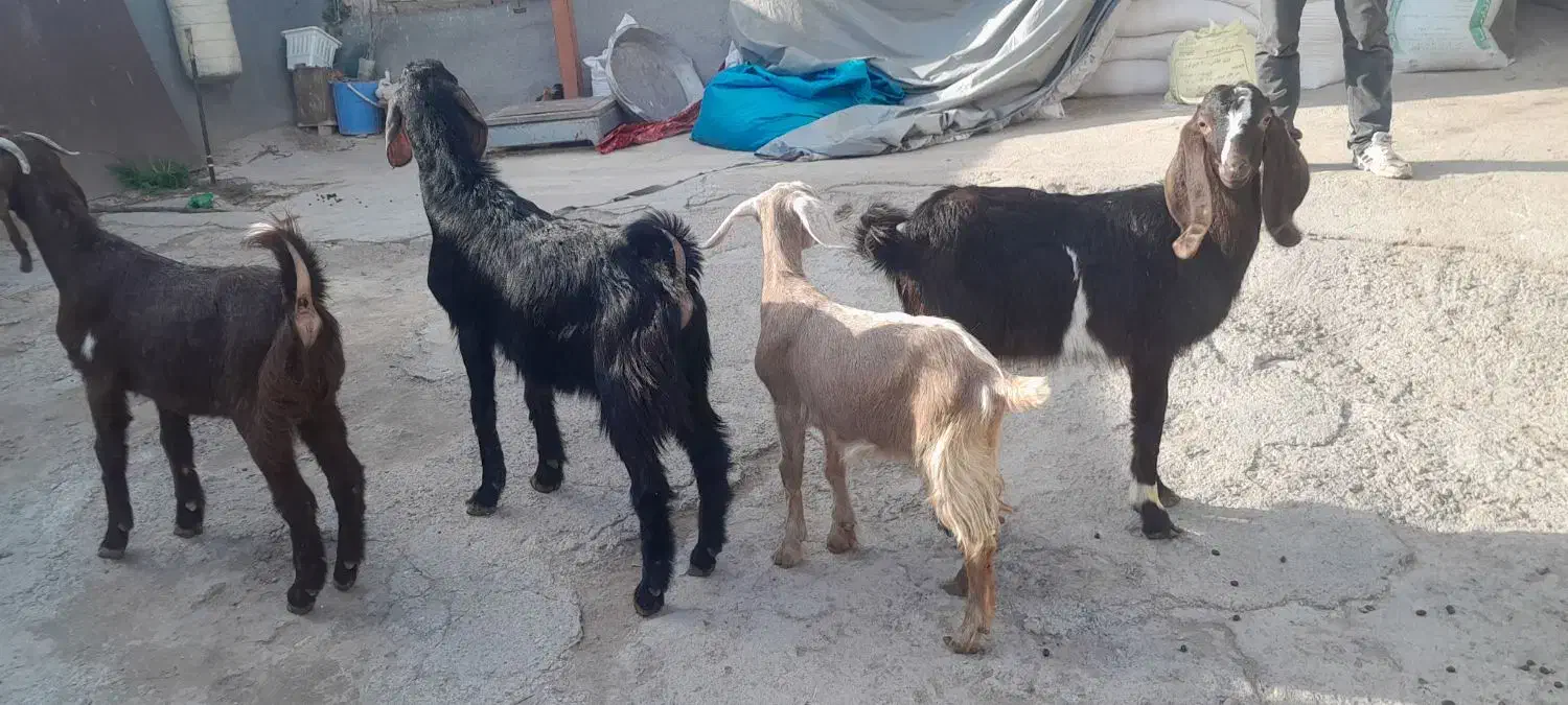 آهو|حیوانات مزرعه|سراب, |دیوار