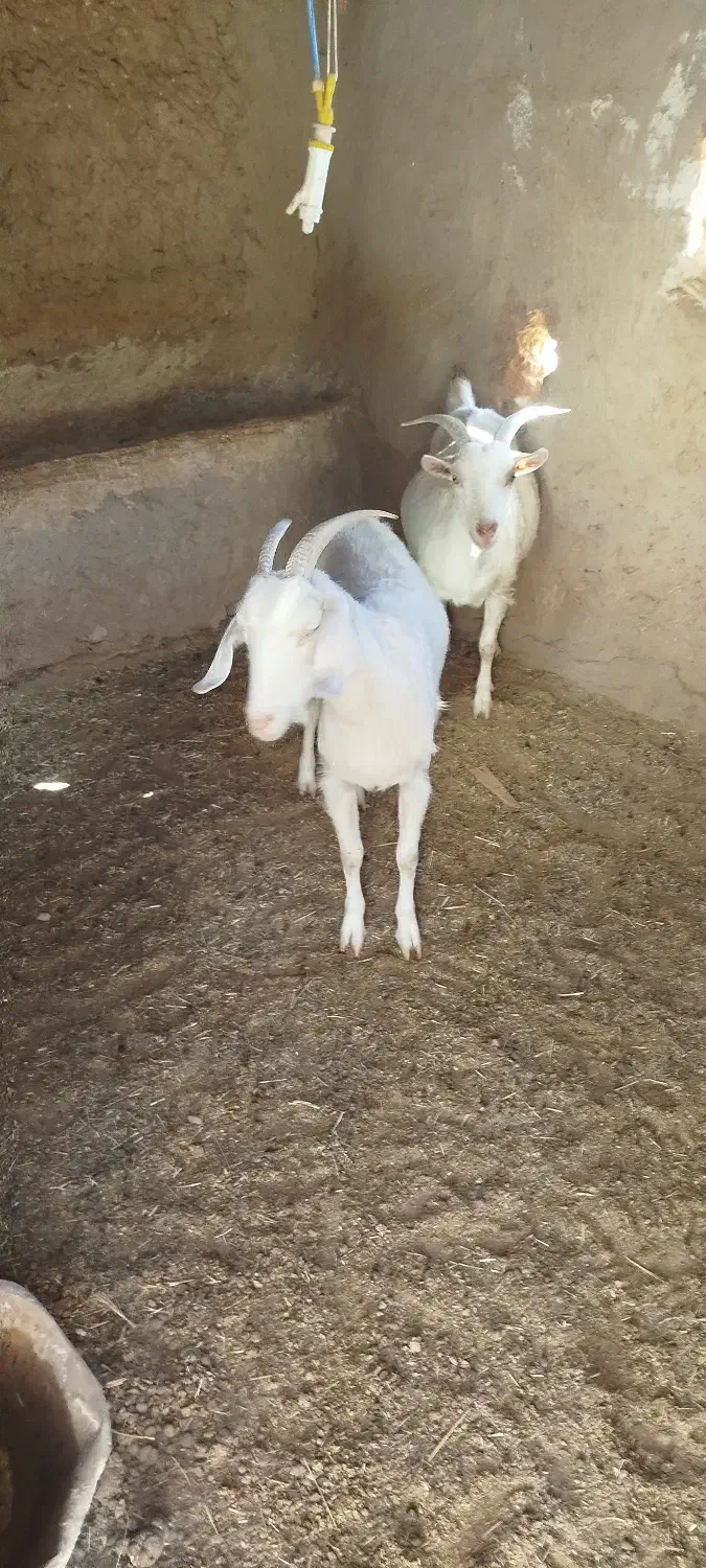 بز سانن فروشی|حیوانات مزرعه|خواف, |دیوار