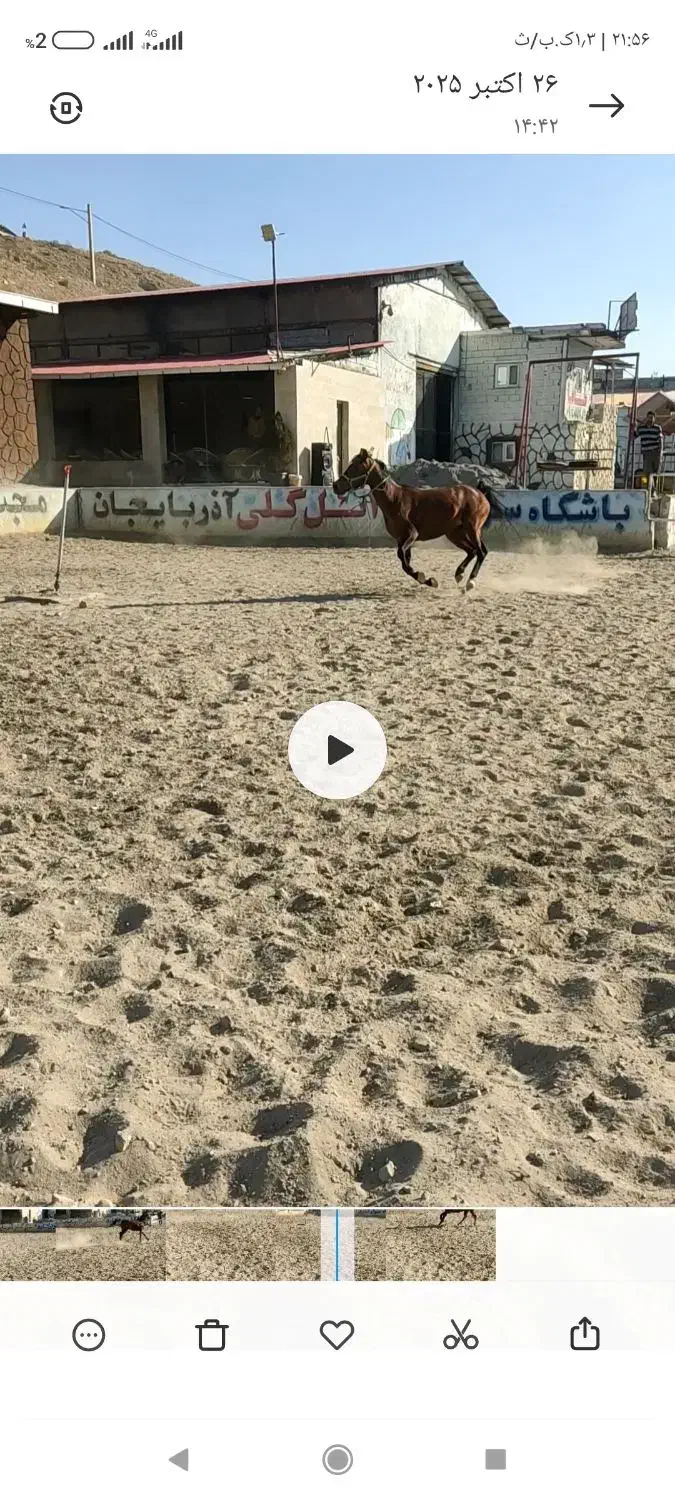 مادیون کورد آرام نژاد دار|اسب و تجهیزات اسبسواری|تبریز, |دیوار