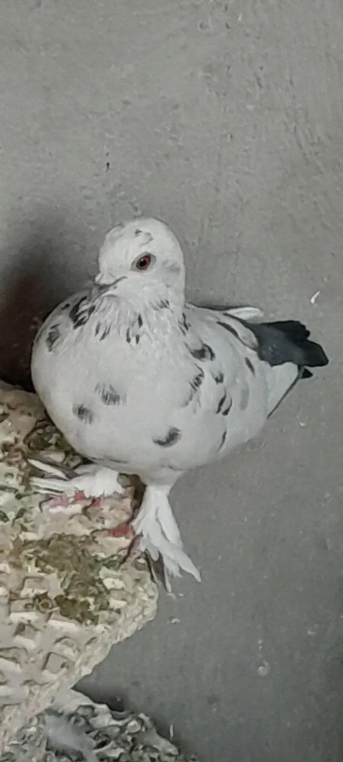 کفتر ماده|پرنده|ایوان, |دیوار