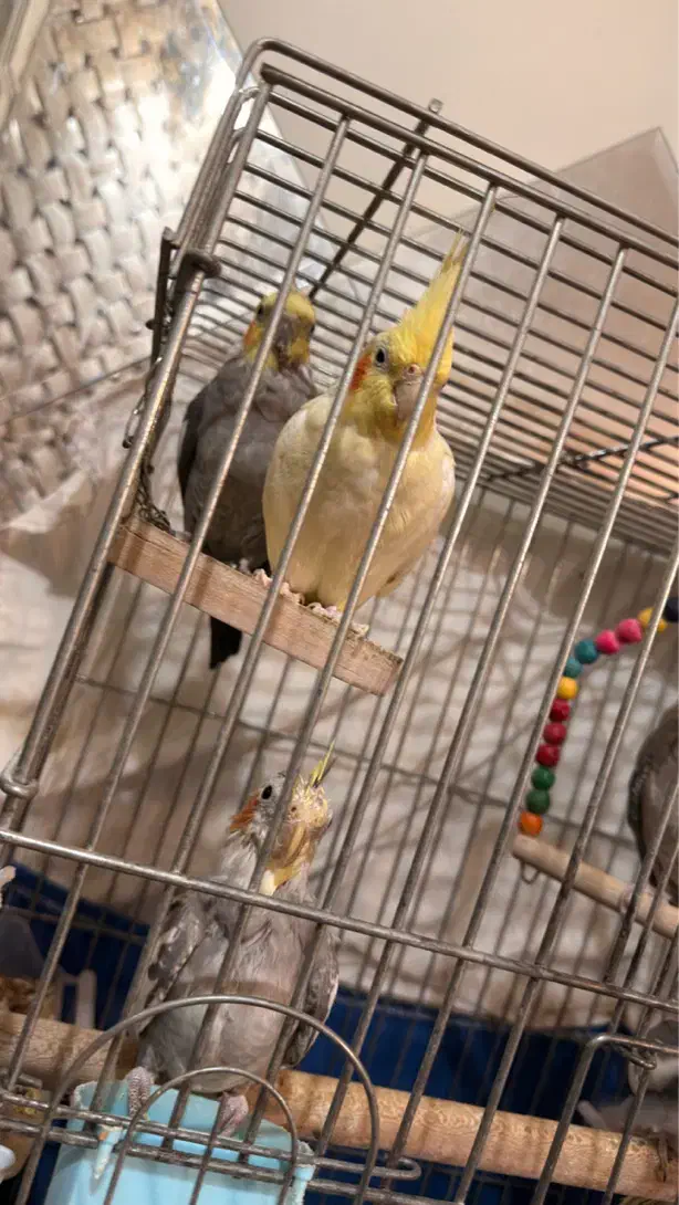 عروس هلندی|پرنده|ری, حمزه‌آباد|دیوار