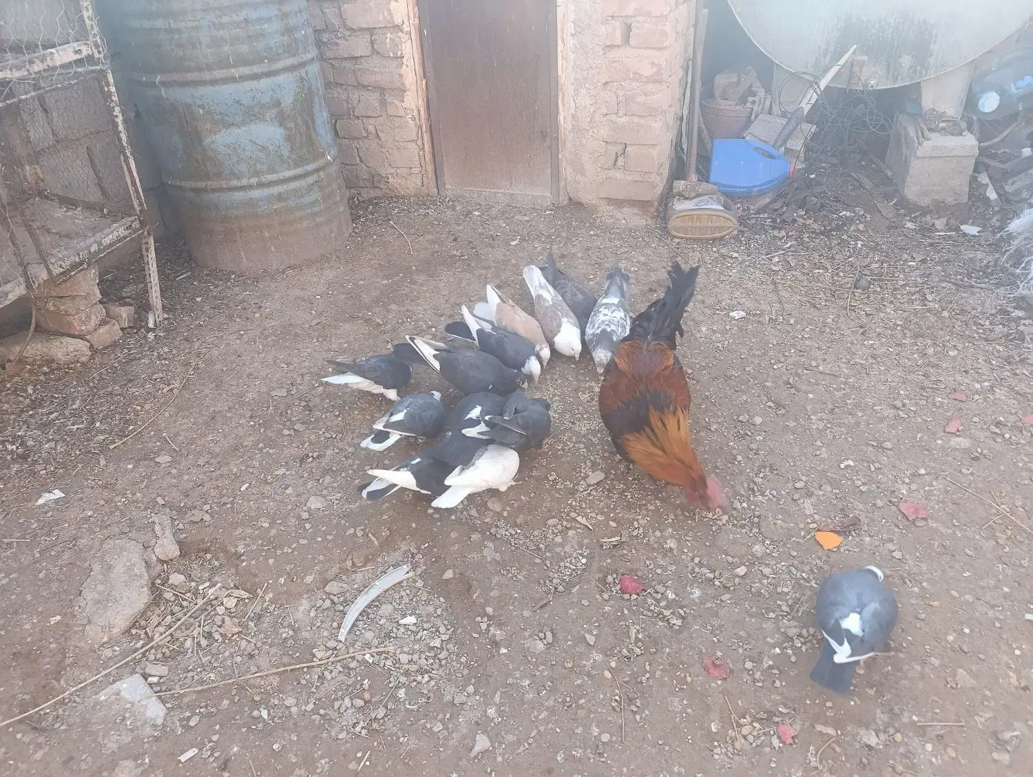 کبوتر|پرنده|زرند, |دیوار