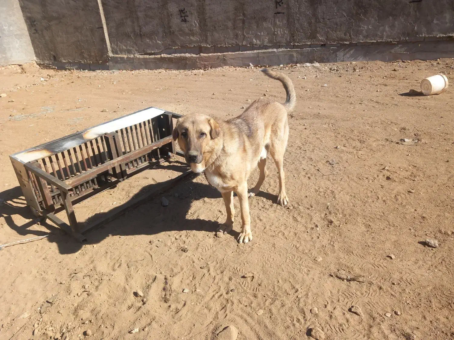 توله پژدر|سگ|شازند, |دیوار