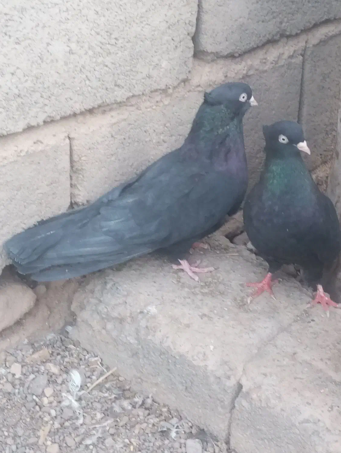 کبوتر|پرنده|بم, |دیوار