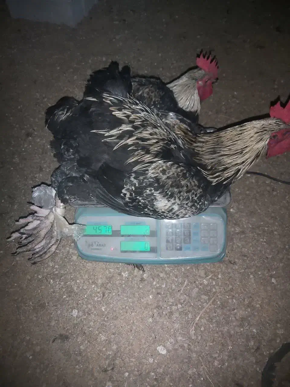 خروس محلی ۸عدد|حیوانات مزرعه|هادی شهر, |دیوار