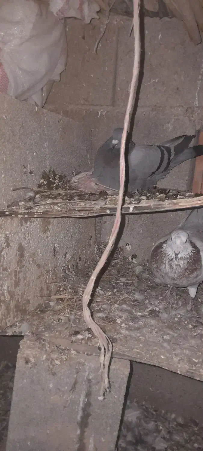 کبوترآلمانی|پرنده|گنبد کاووس, |دیوار