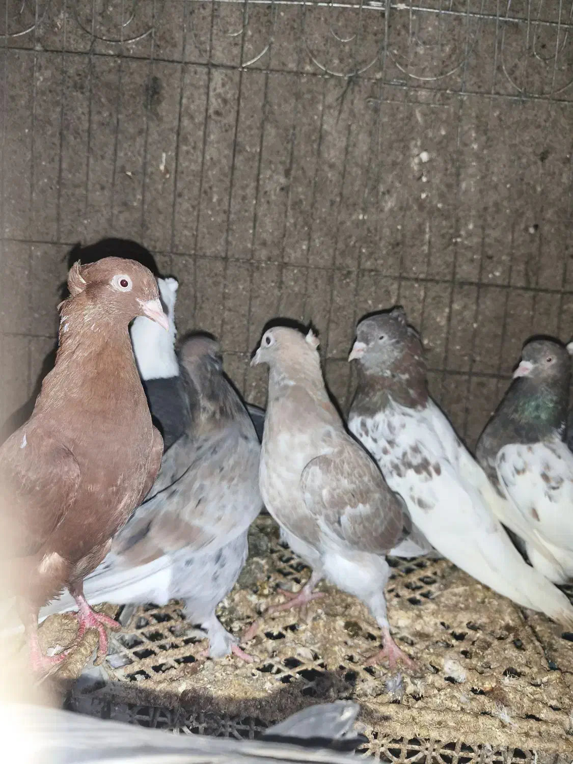 کبوتر کفتر|پرنده|مشهد, فاطمیه|دیوار