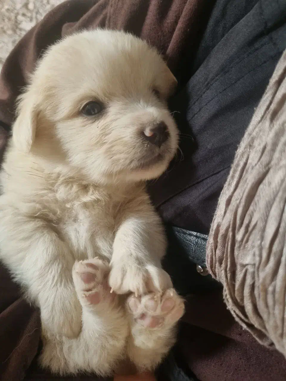 فروش 3 عدد توله سگ نژاد شیتزو|سگ|گلبهار, شهر جدید گلبهار|دیوار