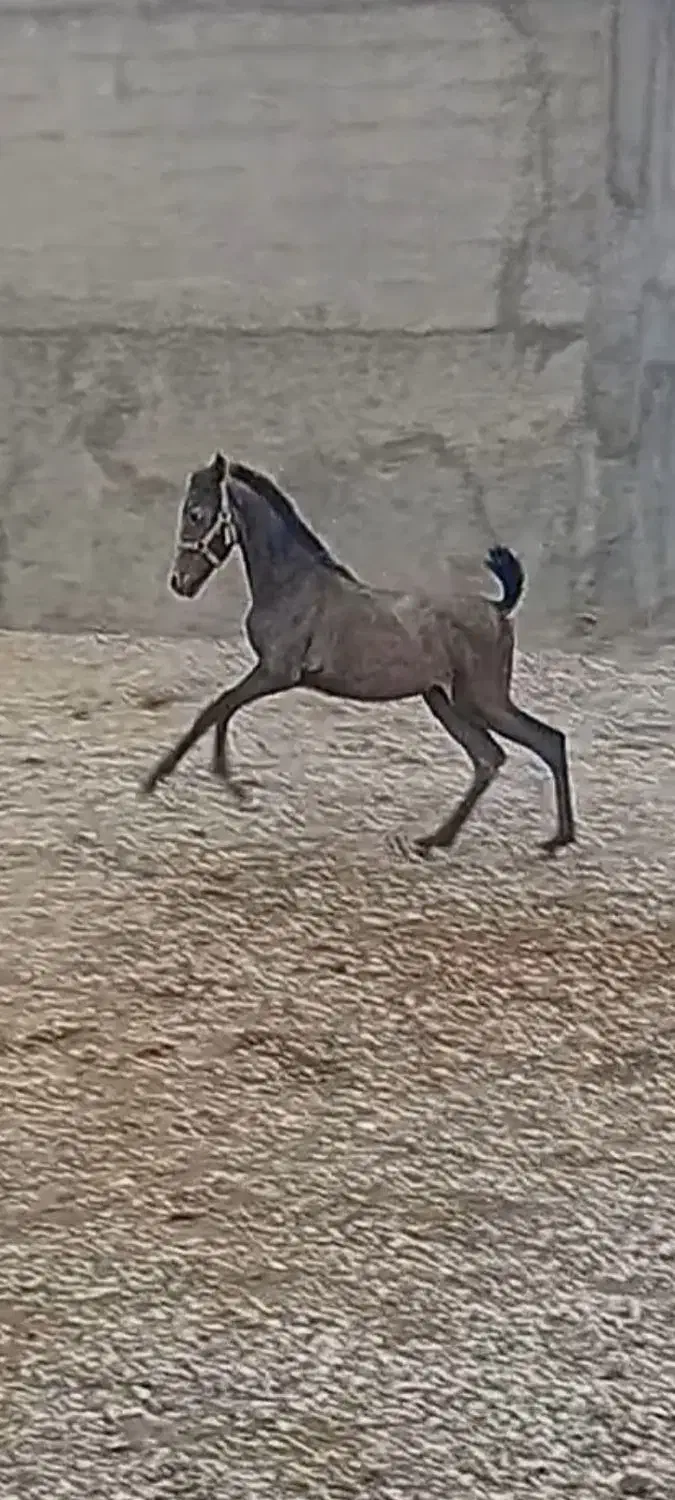 کره مادیان دوسر شجره . ۶ ماه |اسب و تجهیزات اسبسواری|کرمانشاه, |دیوار