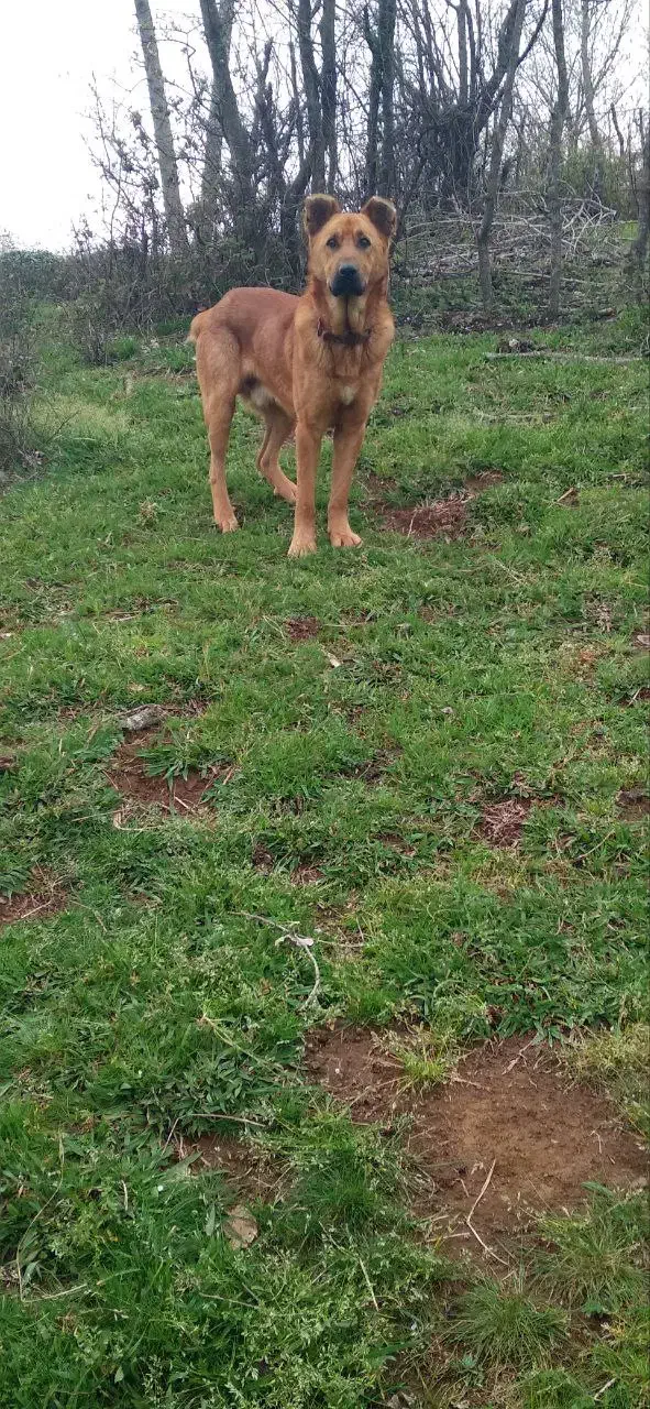 فروش سگ نگهبان و گله ای|سگ|لاهیجان, آهندان|دیوار