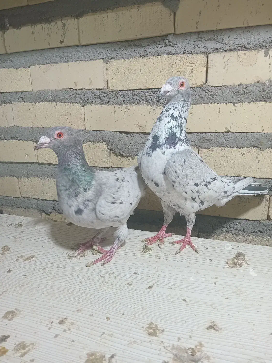 کبوتر|پرنده|تربت جام, حافظ|دیوار