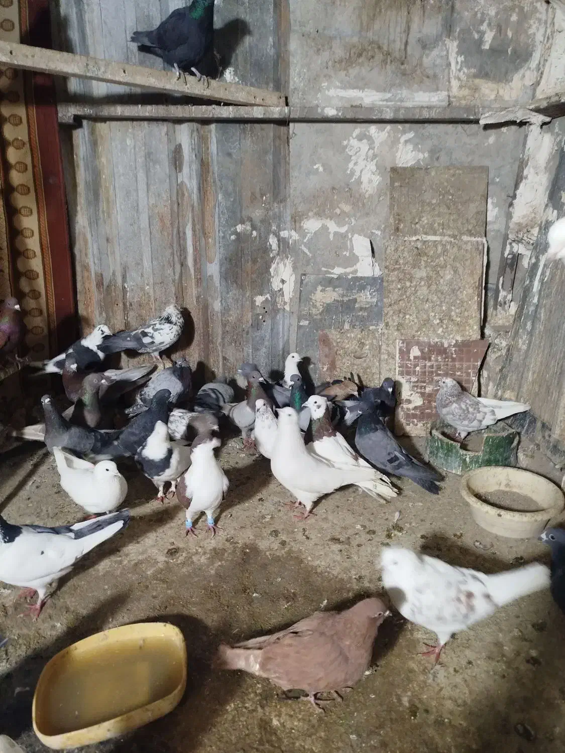 حدود۳۵عدد کفترتهرانی وشهرستانی وتهرانی بفروش میرسد|پرنده|بومهن, |دیوار