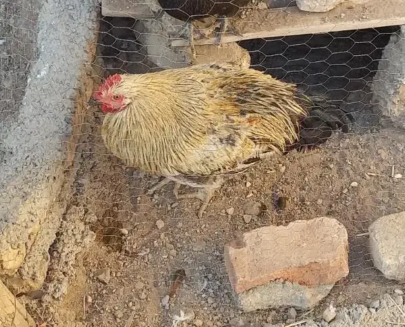 خروس|حیوانات مزرعه|تاکستان, |دیوار