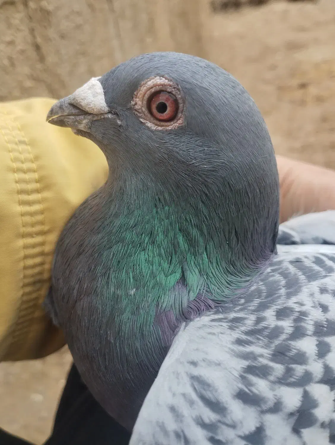 پلاکی مسافتی|پرنده|ملکان, |دیوار