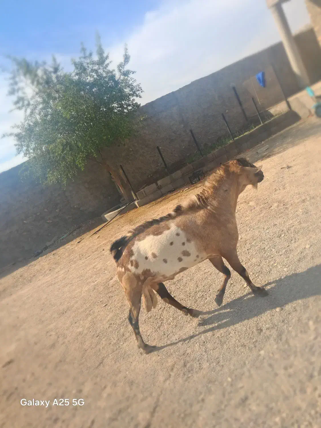 فروش یک عدد نری شهرک رودبار|حیوانات مزرعه|رویدر, |دیوار