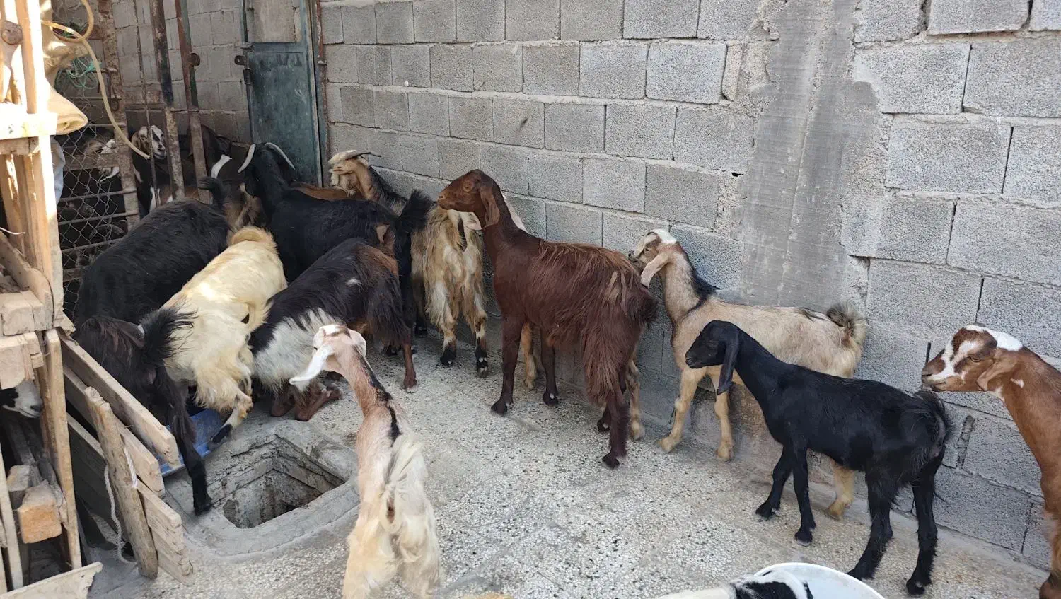 باسلام فروش چند بزو کهره داشتی|حیوانات مزرعه|بندر گناوه, |دیوار