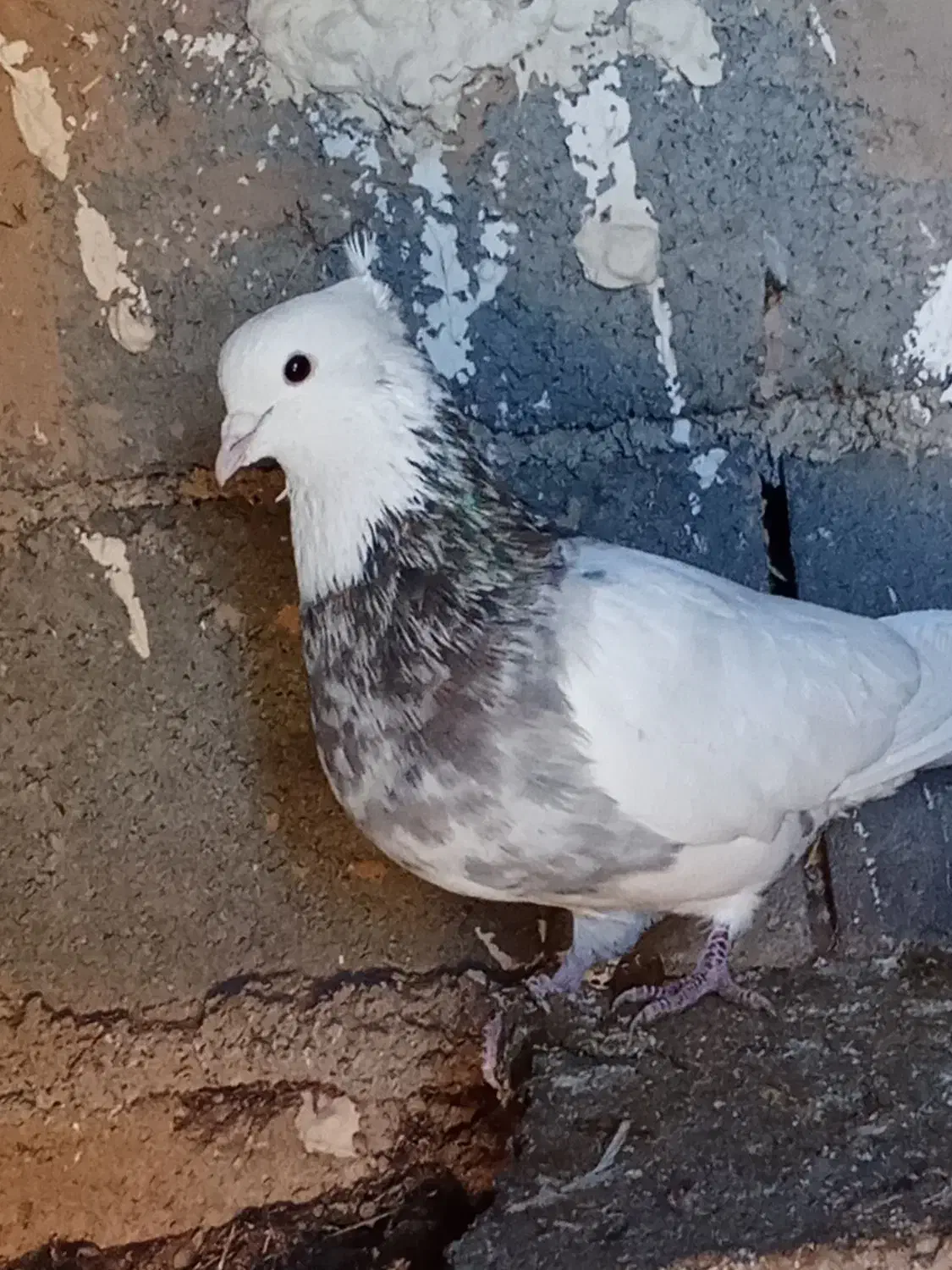 طوقی هفت.رنگنردیوانهبهشرطبرشجوجه|پرنده|میان ولایت, |دیوار