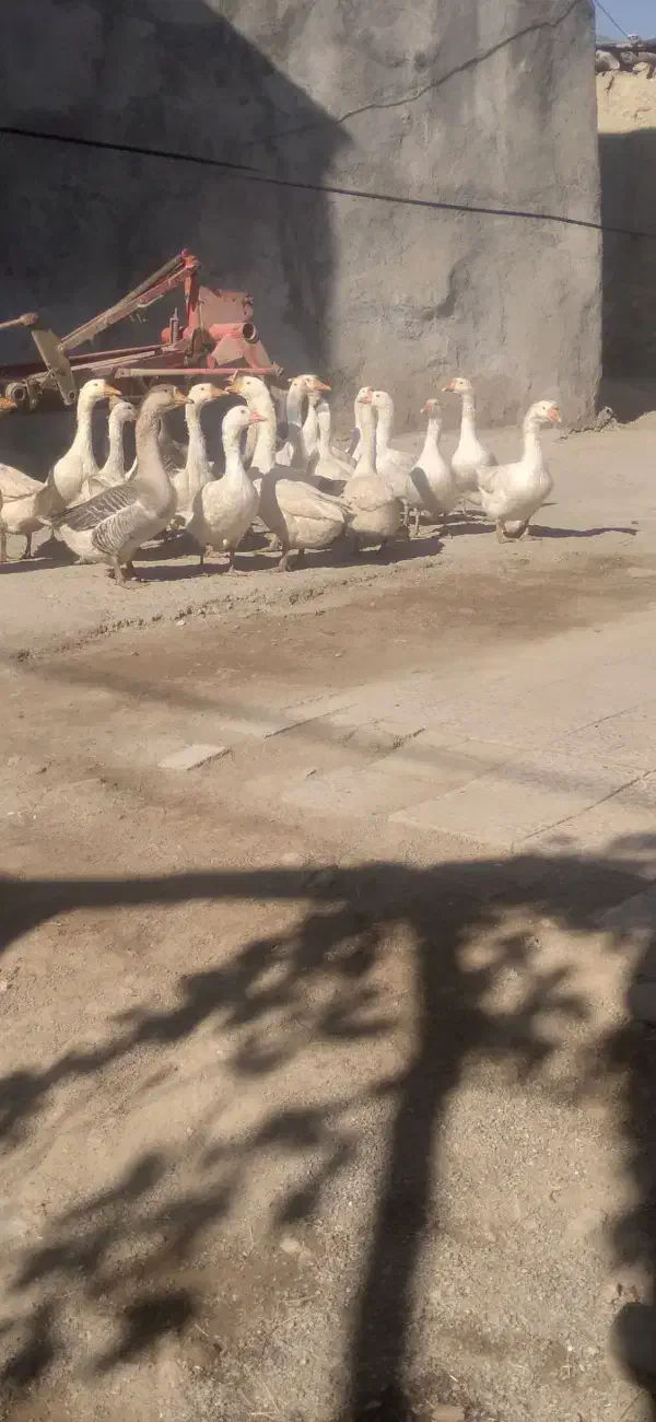 تعدادی غاز و قوعاز|حیوانات مزرعه|کنگاور, |دیوار