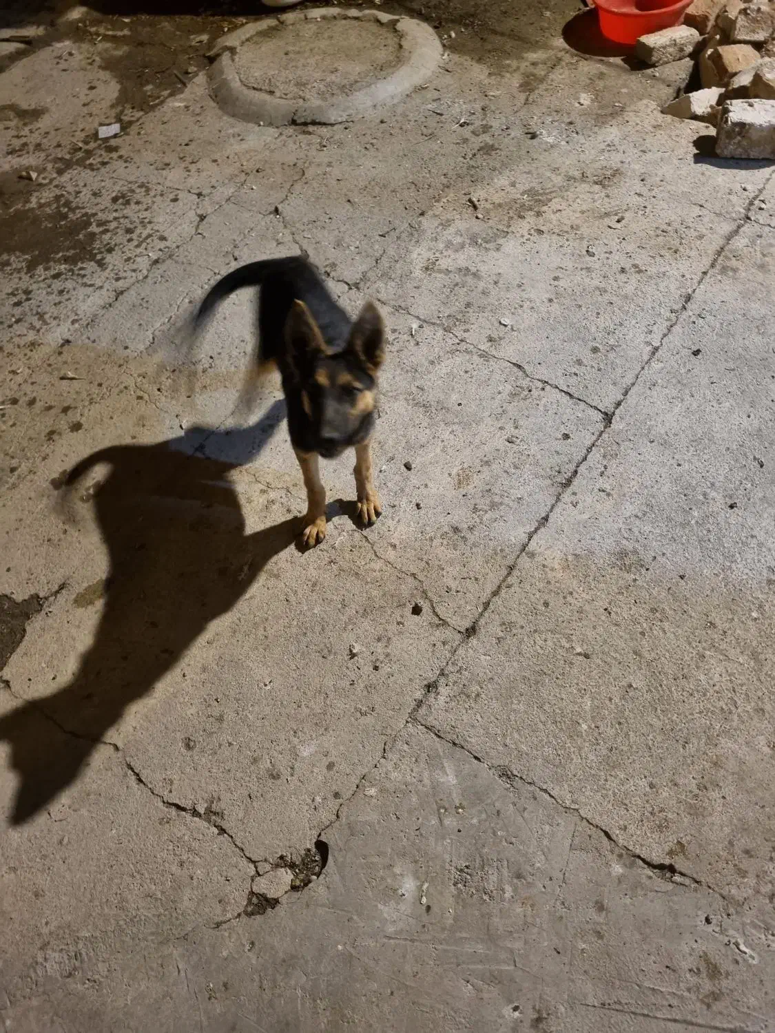 سگ ژرمن|سگ|بیستون, |دیوار