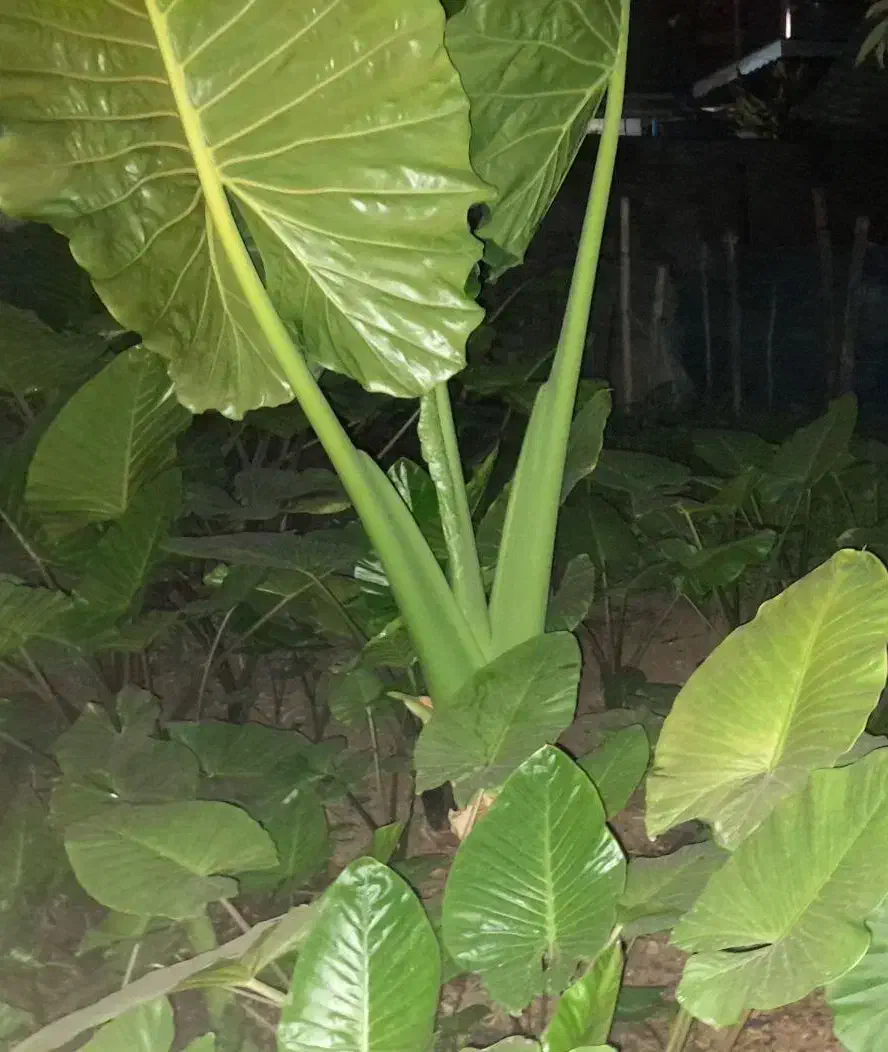 گل تزئینی(بابا آدم)|عمدهفروشی|ماسال, |دیوار