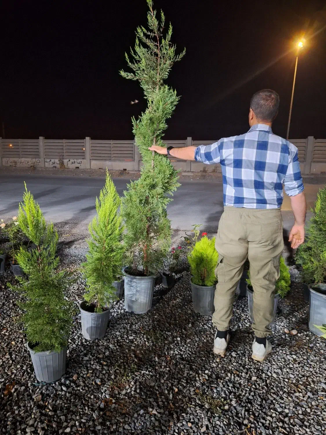 کامیس پالم یاس هلندی و سرو و شمشاد|خدمات باغبانی و درختکاری|فلاورجان, |دیوار