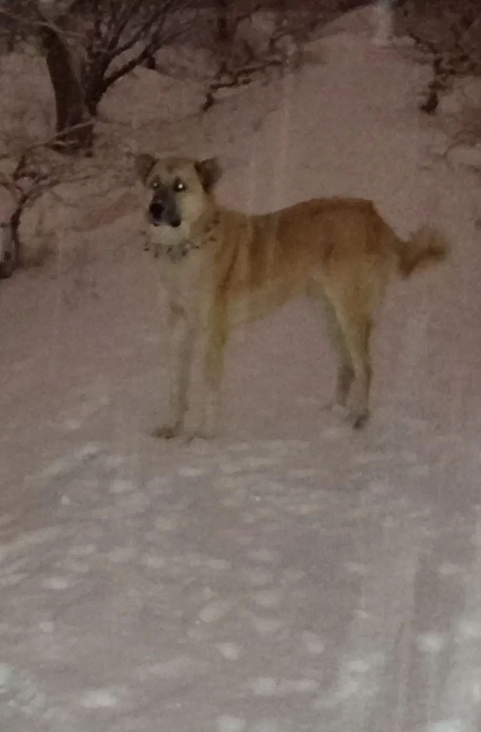 سگه گمشده|حیوانات|مراغه, |دیوار