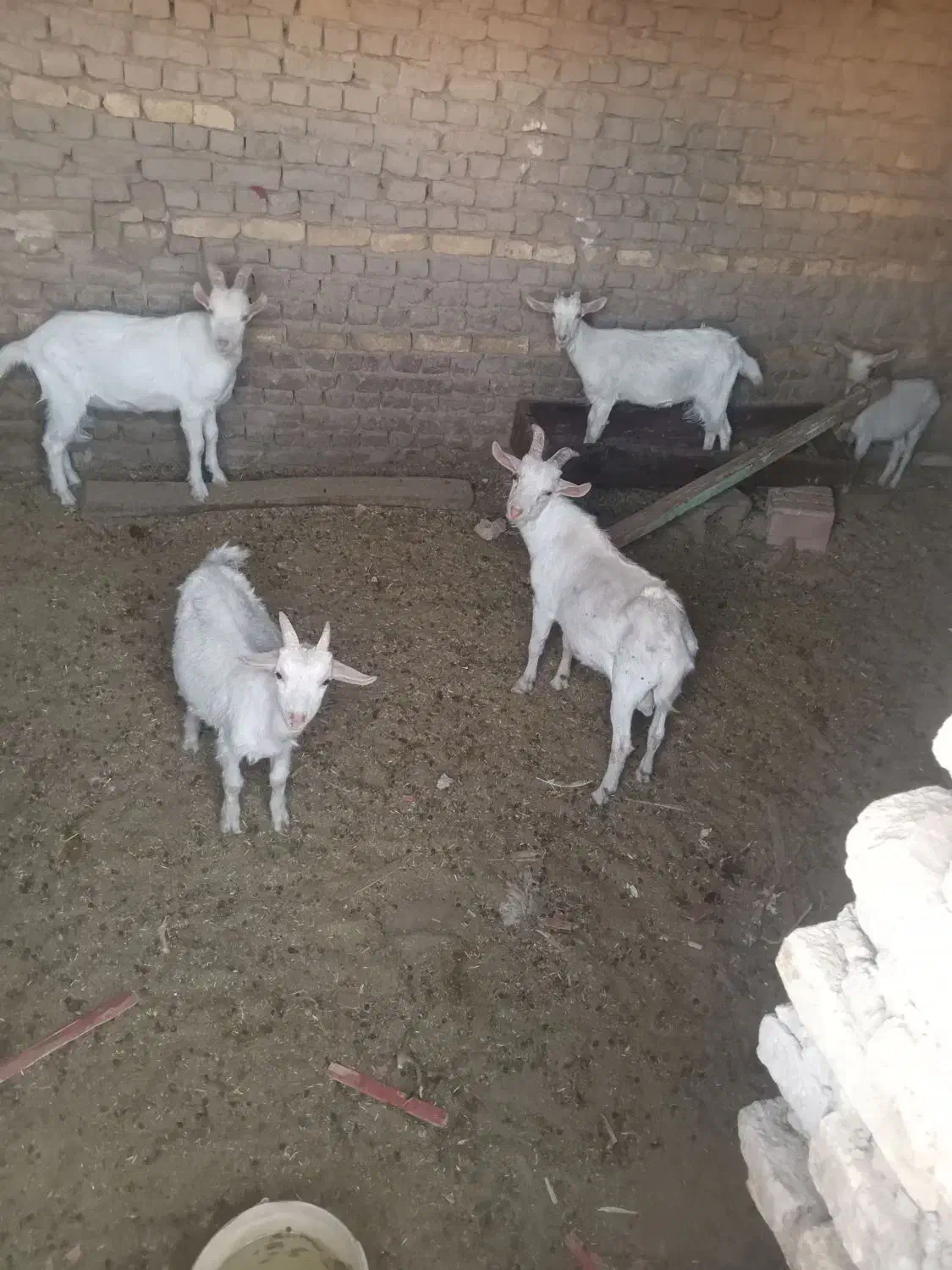 بزسانن|حیوانات مزرعه|زاوه, |دیوار