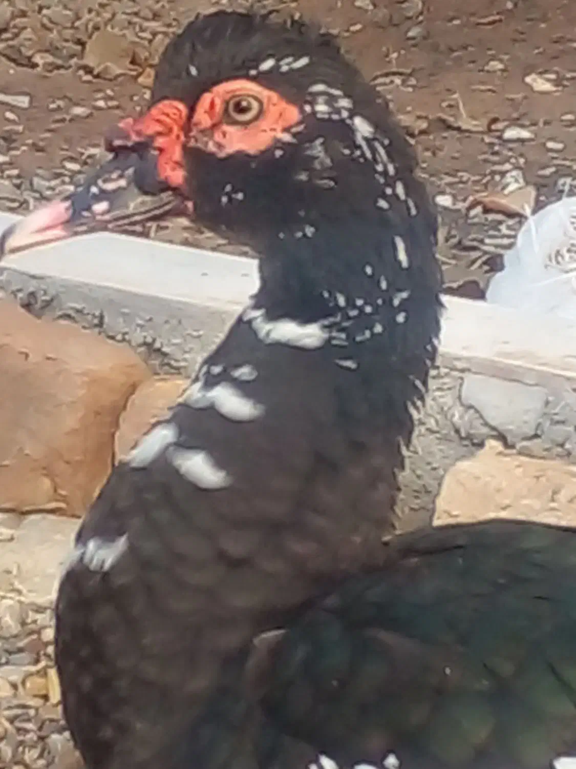 مرغابی  موسکویی بسیار ساکتو وزن گیر|حیوانات مزرعه|کاشمر, |دیوار