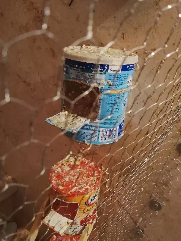 فنج|پرنده|ساوه, |دیوار