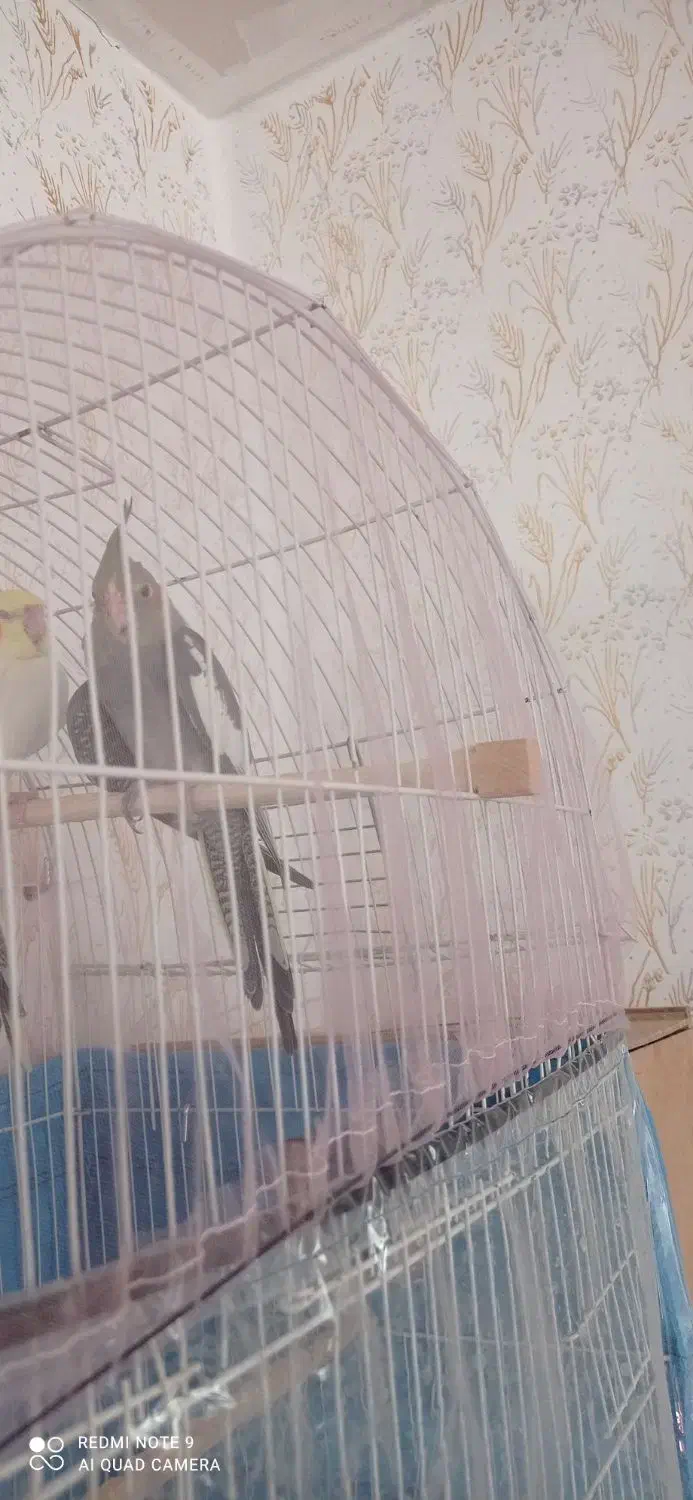 فروش جوجه عروس هلندی دو ماهه|پرنده|سراب, |دیوار