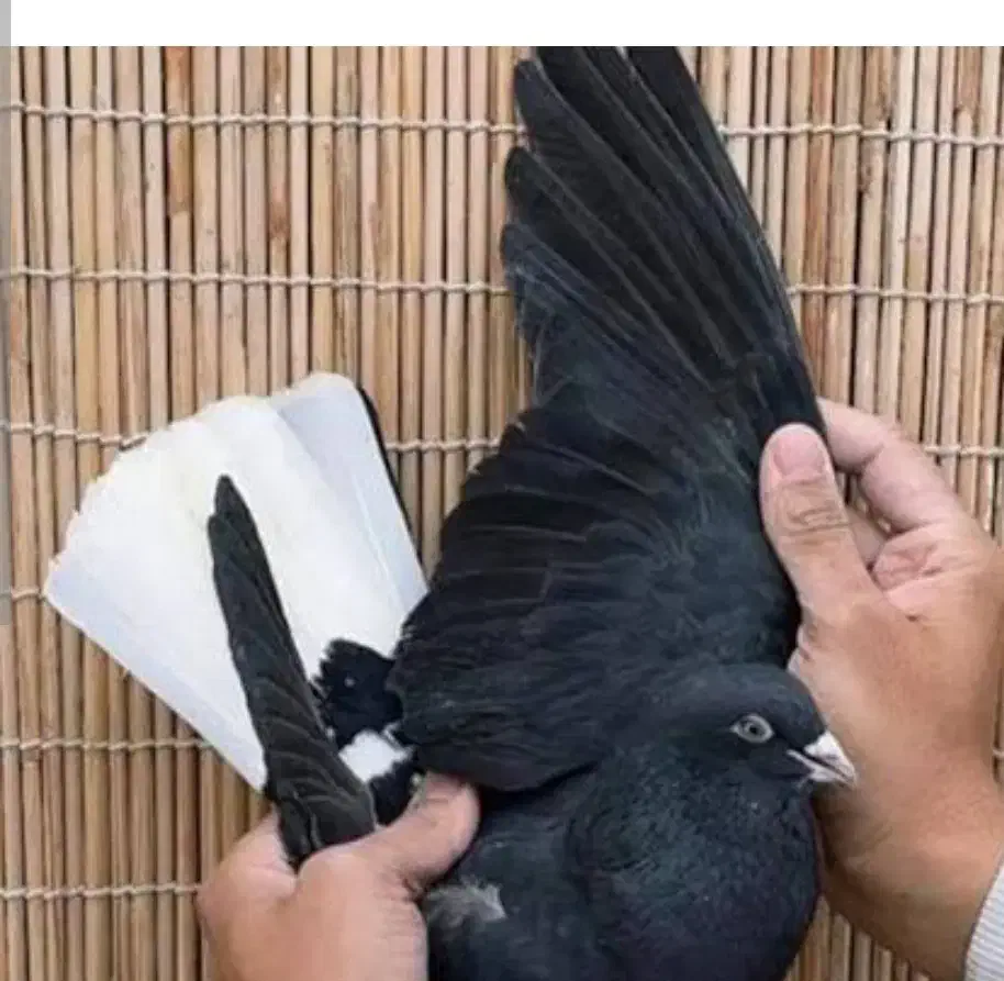 کبوتر دم سفید|پرنده|کرمان, |دیوار