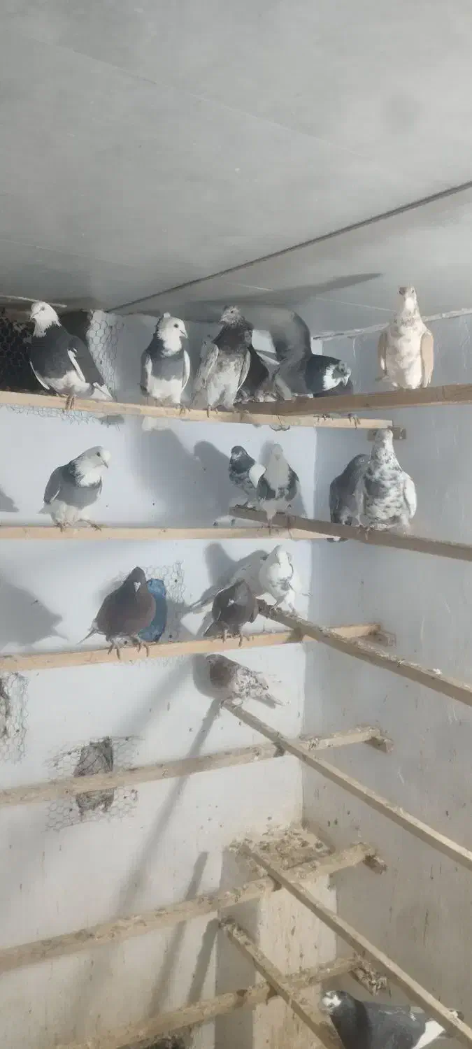 فروش کبوتر|پرنده|محمدشهر, شهرک پیام (مهرالبرز)|دیوار