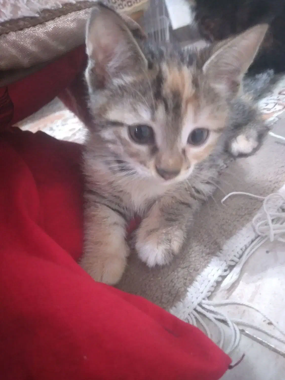 واگذاری رایگان|سگ|رشت, حمیدیان|دیوار