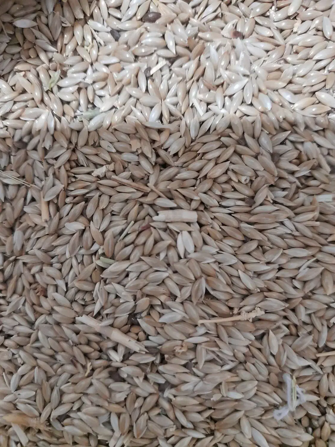 کتان دان قناری کیلوی ۷۰ تومان|لوازم جانبی حیوانات|کرمانشاه, |دیوار