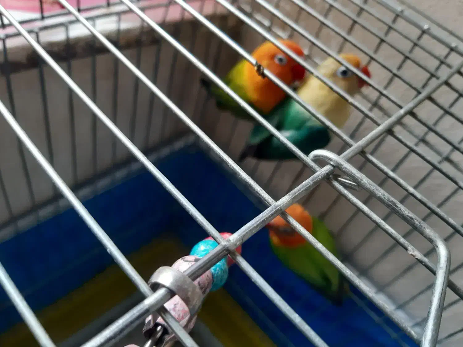 . طوطی کوتوله نژاد دار خاص .نجف آباد|پرنده|نجفآباد, فردوسی شمالی|دیوار