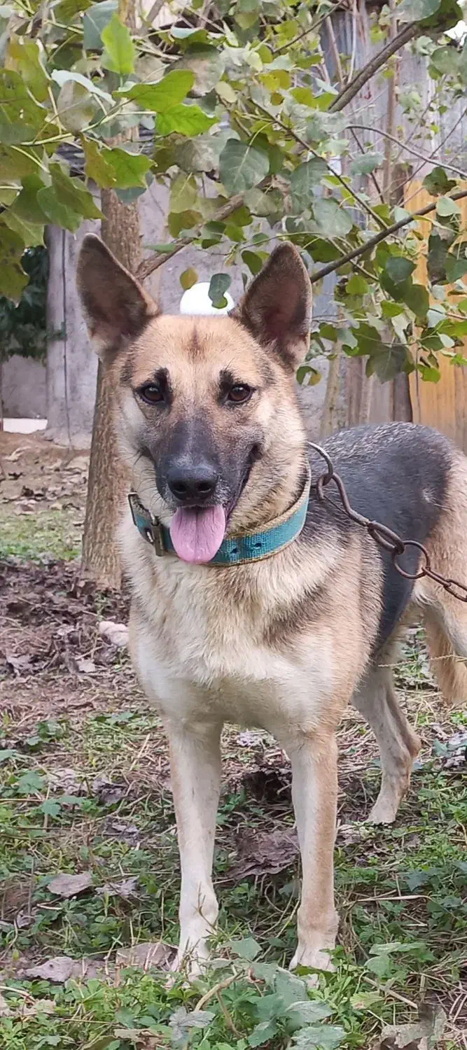 ژرمن ماده|سگ|رشت, لاکان|دیوار