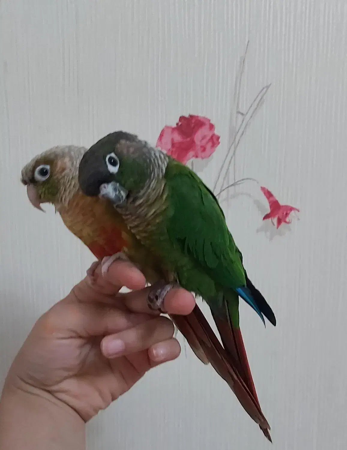 فروش پرنده|پرنده|خوانسار, |دیوار