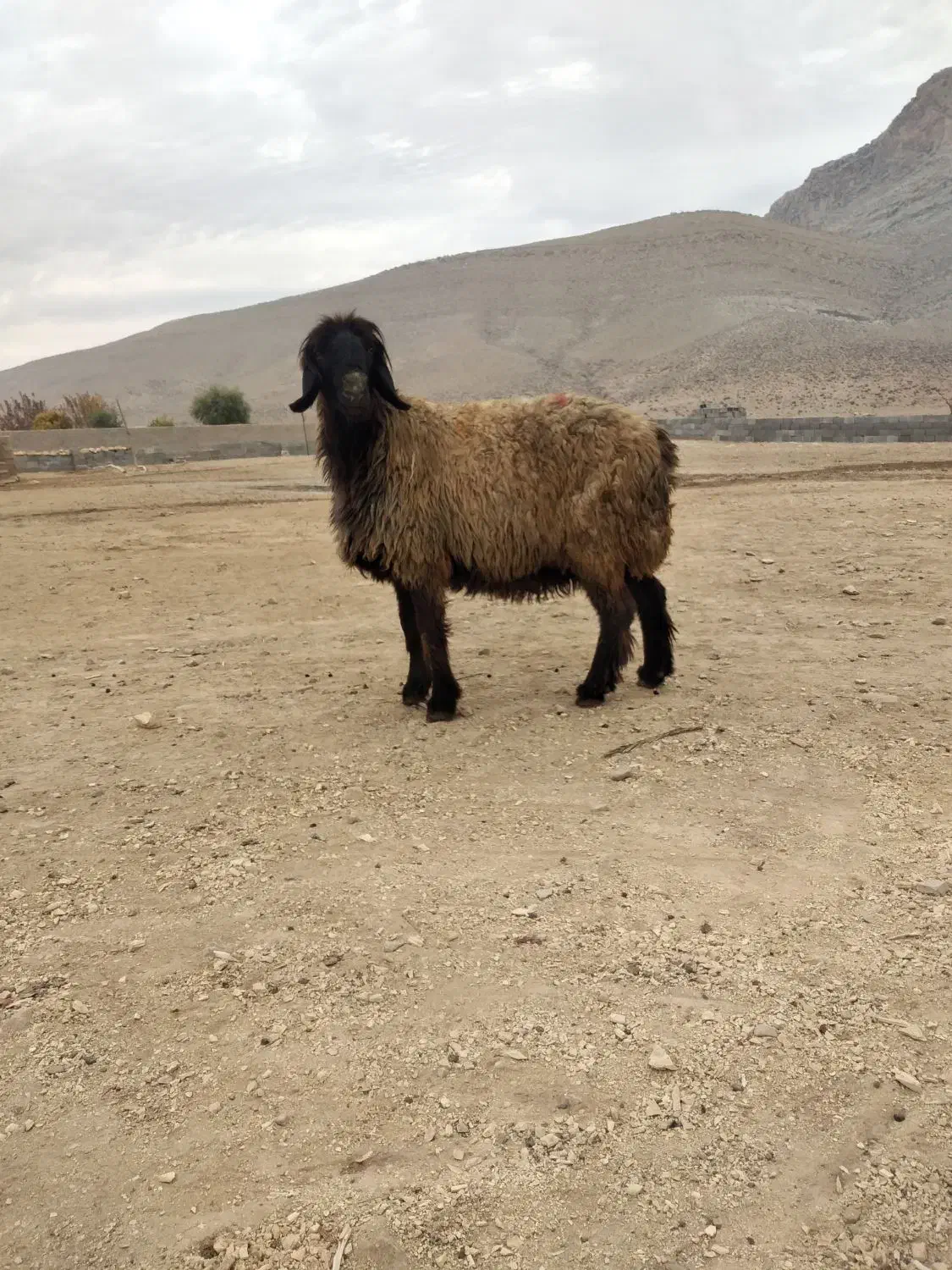 میش دوبر بختیاری|حیوانات مزرعه|شیراز, محمدیه|دیوار