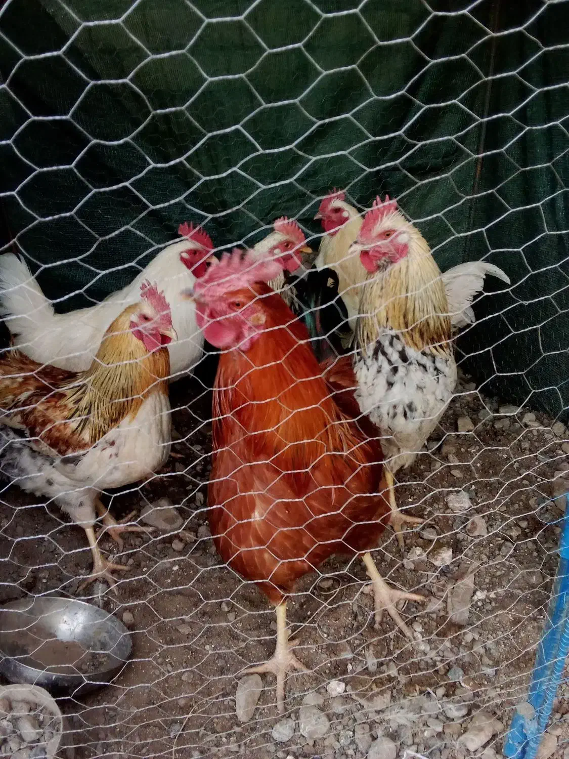 خروس چاق معاوضه|پرنده|زاوه, |دیوار