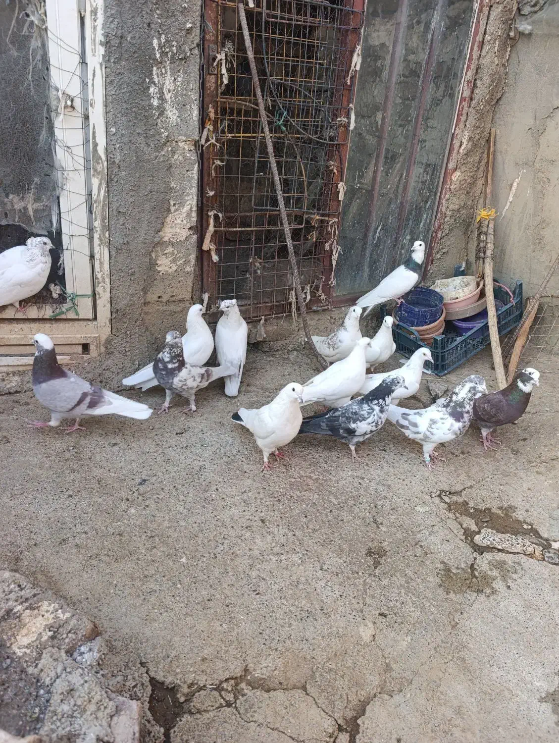 فروش سرجمم|پرنده|سردشت, |دیوار