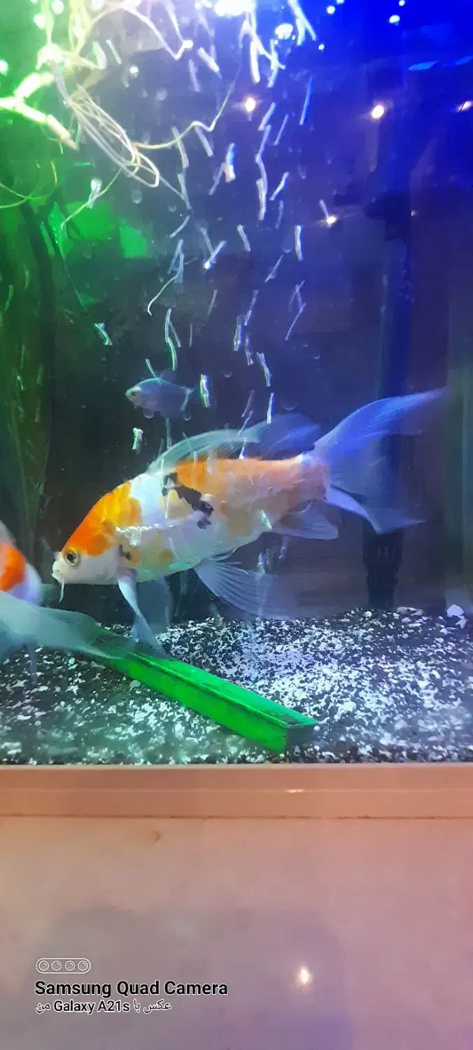 ماهی کویی سوپر باله|ماهی|مشهد, بهارستان|دیوار