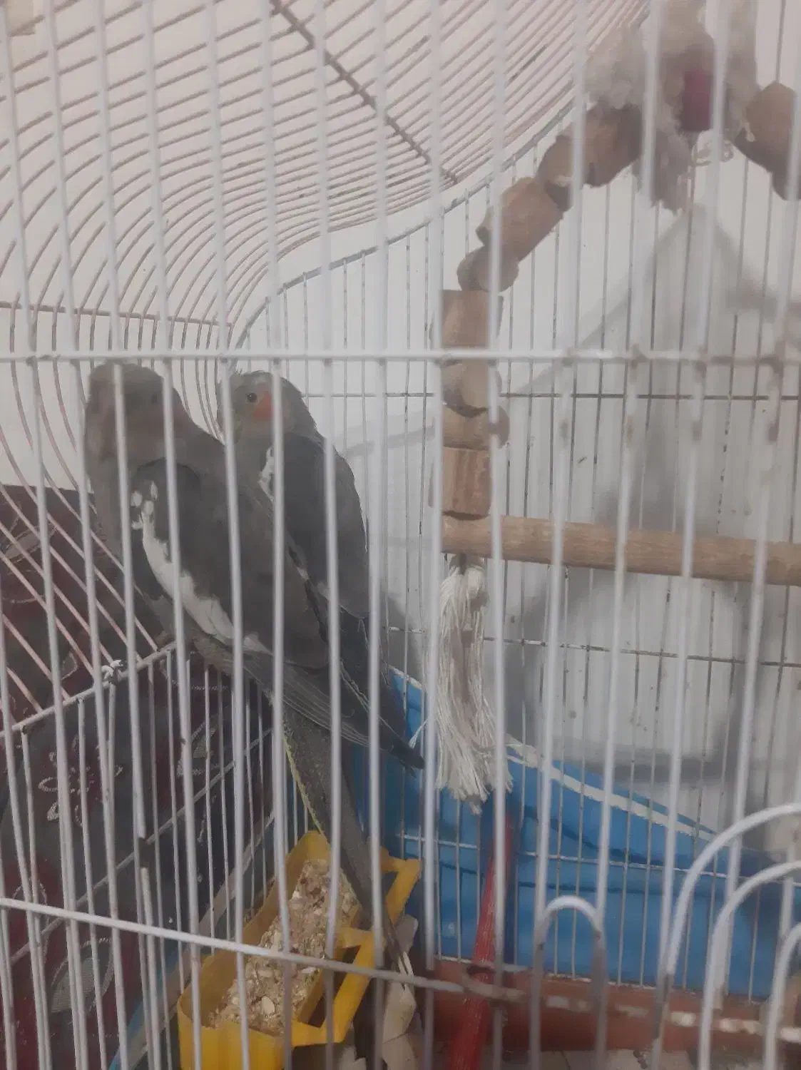 طوطی|پرنده|چالوس, |دیوار