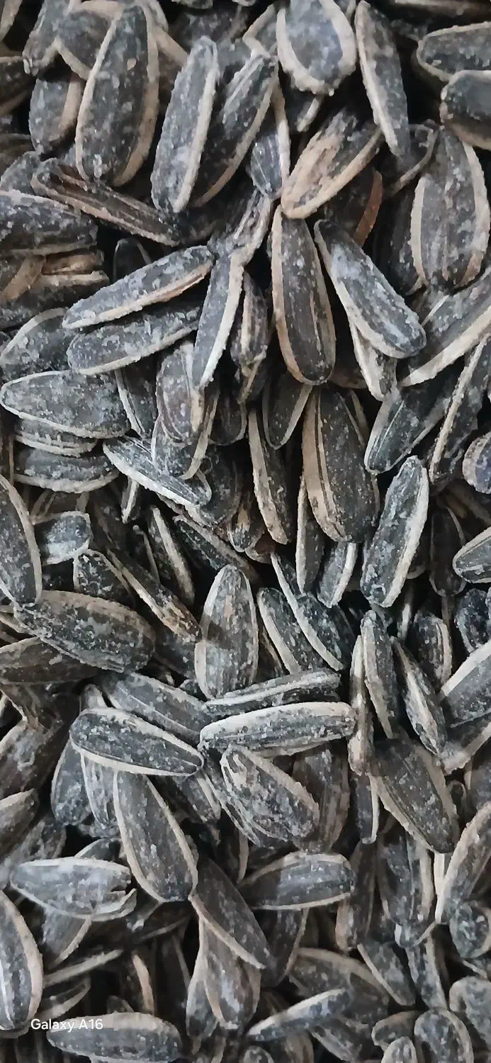 تخمه گل افتاب|خوردنی و آشامیدنی|قم, کلهری|دیوار