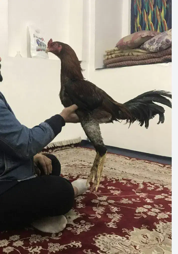 جوجه لاری تُرک|حیوانات مزرعه|شاندیز, |دیوار
