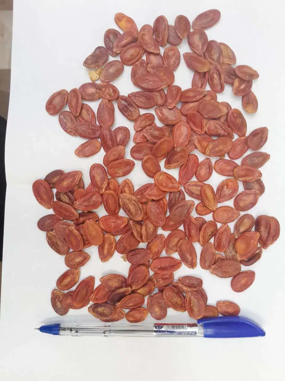 تخمه درجه یک|عمده‌فروشی|کرج, حصارک بالا|دیوار