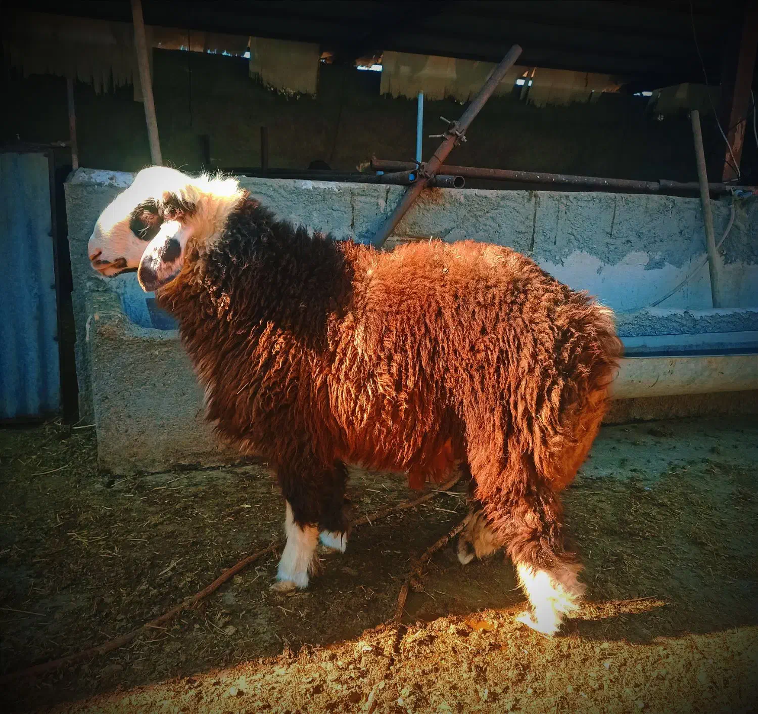 4راس بره نر چاق و سبک|حیوانات مزرعه|دهدشت, |دیوار